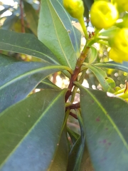 Xanthostemon chrysanthus