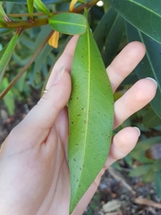 Xanthostemon chrysanthus