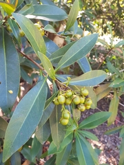 Xanthostemon chrysanthus