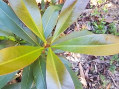 Xanthostemon chrysanthus