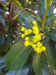 Xanthostemon chrysanthus
