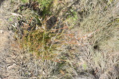 Thryptomene calycina