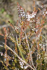Thryptomene calycina