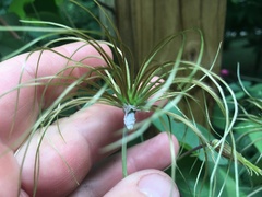 Clematis glaucophylla