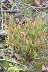 Lasiopetalum macrophyllum