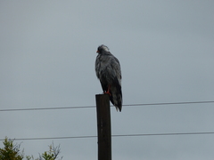 Melierax canorus canorus