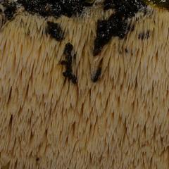 Dentipellicula leptodon