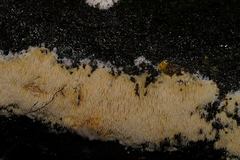 Dentipellicula leptodon