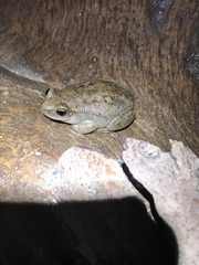 Litoria electrica