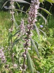 Leonurus quinquelobatus