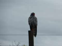 Melierax canorus canorus