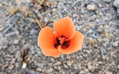 Calochortus kennedyi