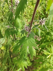 Leonurus quinquelobatus