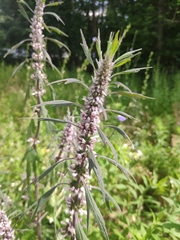 Leonurus quinquelobatus