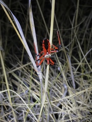 Poecilosphodrus gratiosus