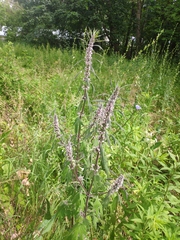 Leonurus quinquelobatus