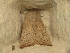 Orthosia gracilis