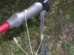 Scabiosa praemontana