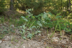 Coronilla coronata