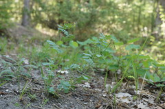 Coronilla coronata