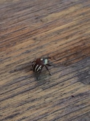 Sternuchopsis karelinii