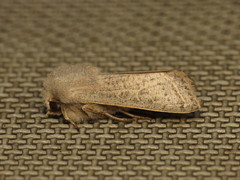 Orthosia gracilis