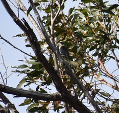 Gliciphila melanops
