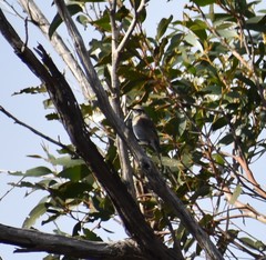Gliciphila melanops
