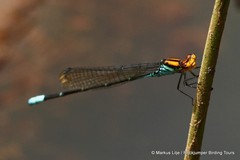 Pseudagrion punctum