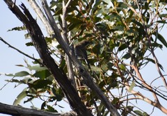 Gliciphila melanops