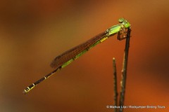 Ceriagrion nigrolineatum