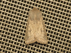 Orthosia gracilis