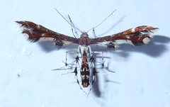 Geina tenuidactylus
