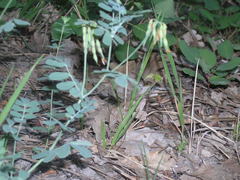 Coronilla coronata