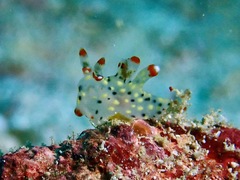 Thecacera