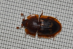 Amphotis marginata
