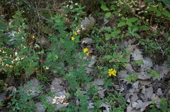 Argyrolobium biebersteinii