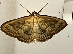 Crocidophora serratissimalis