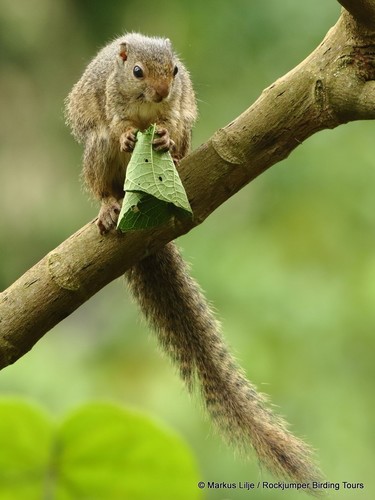 Ruwenzori Sun Squirrel
