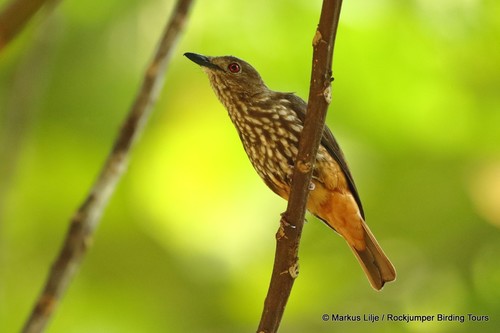 African Shrike-flycatcher