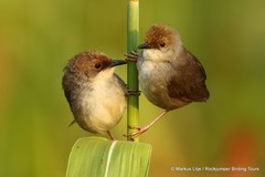 Cisticola chubbi