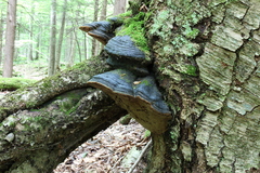 Phellinus lundellii