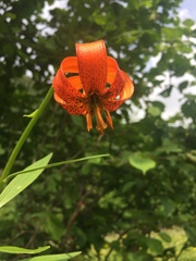 Lilium carniolicum