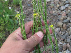 Erysimum marschallianum