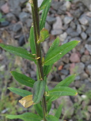 Erysimum marschallianum