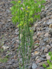 Erysimum marschallianum