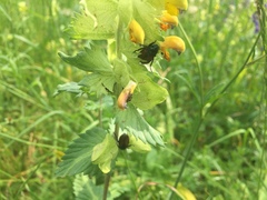 Phyllopertha horticola