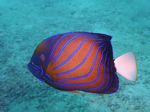 Bluering angelfish (Pomacanthus annularis) — Pomacanthidae — 4