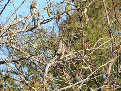 Urocolius indicus transvaalensis