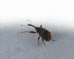 Anthonomus quadrigibbus